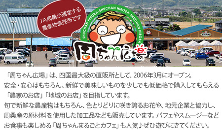 【先行予約】 愛媛県西条産 「あたご柿（渋抜き）」 （JA周桑） 特撰4Lサイズ×10玉入り　2024年12月発送 周ちゃん広場