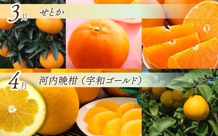 【先行予約】えひめ かんきつ定期便(全6回・11月~発送)【紅まどんな せとかなど】