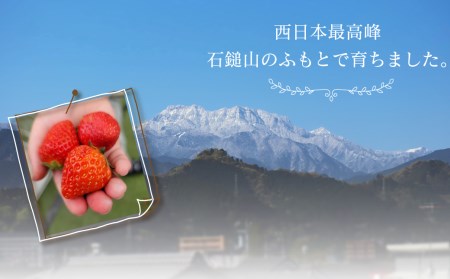 【先行予約】 石鎚山の麓で育った 幻のいちご ＜ 真紅の美鈴 ＞　2024年12月中旬～2025年3月頃発送　ゆきもと農園 苺 いちご