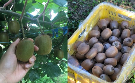 【先行予約】愛媛県西条産_新居田さんちのキウイフルーツ 約2㎏(15~20個入り)2025年11月中旬~2026年1月発送| 農薬不使用
