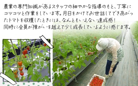 ミニトマト「あい子」 約1㎏　野菜工房ていずい　2024年5月中旬～7月下旬発送