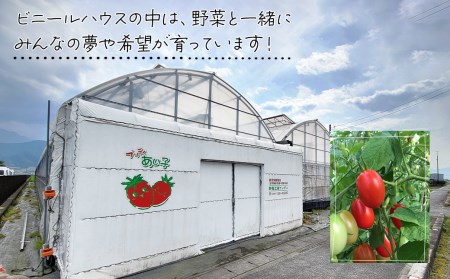 【先行予約】 ミニトマト「あい子」 約2㎏　野菜工房ていずい 　2024年5月中旬～7月下旬発送
