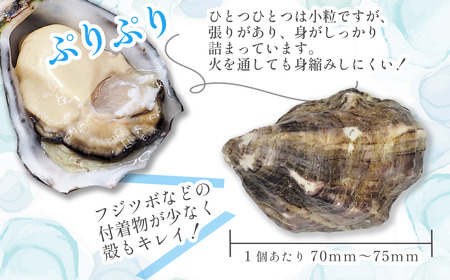 瀬戸内海産 殻付き牡蠣 「瑞宝（ずいほう）」＜50個入り＞ 生食可 真ガキ シングルシード 養殖 生牡蠣