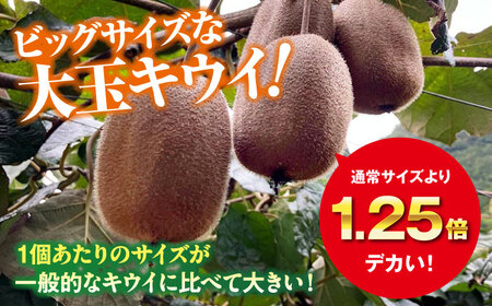 キウイフルーツ 約2.4kg（16個）[AGDC003]