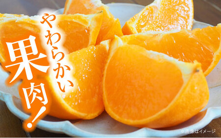 訳あり せとか 2.5kg 【2月下旬より順次発送】（Lから4Lサイズ混合） せとか みかん[AGAR012]