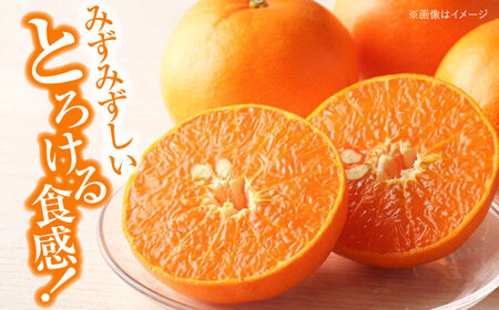 訳あり せとか 2.5kg 【2月下旬より順次発送】（Lから4Lサイズ混合） せとか みかん[AGAR012]