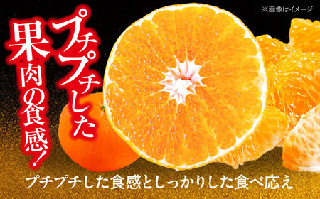 甘平 2.5kg 【贈答用】【2月下旬より順次発送】甘平 かんぺい[AGAR014]