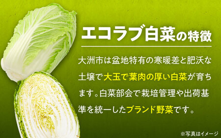 エコラブ白菜 約10kg（1箱）白菜 野菜 [AGBN049]