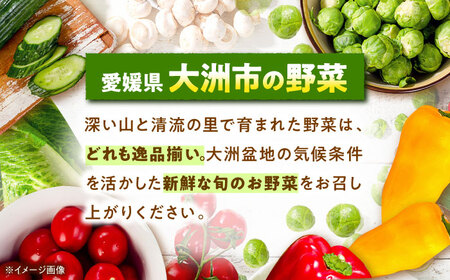 エコラブ白菜 約10kg（1箱）白菜 野菜 [AGBN049]