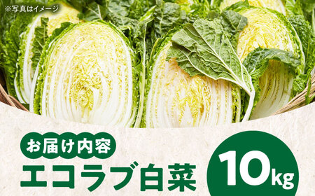 エコラブ白菜 約10kg（1箱）白菜 野菜 [AGBN049]