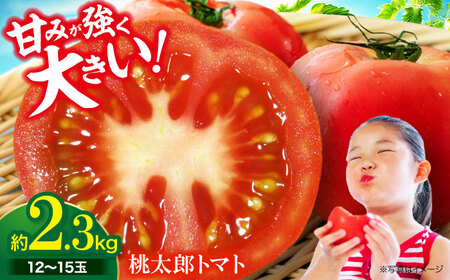 トマト【4月下旬から順次発送】 トマト 桃太郎 12から15玉 約2.3kg トマト[AGCX003]