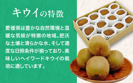 グリーンキウイ（10-12玉）【先行予約】【2026年1月中旬から順次発送】グリーンキウイ[AGBA016]
