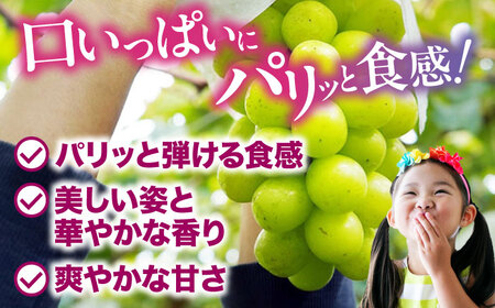 シャインマスカット【2026年8月中旬から順次発送】シャインマスカット2kg（4から6房）シャインマスカット[AGDB002]