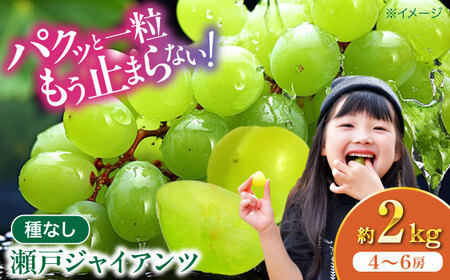 ぶどう【2026年8月下旬から順次発送】瀬戸ジャイアンツ 2kg（4から6房）ぶどう[AGDB003]