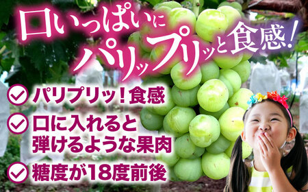 ぶどう【2026年8月下旬から順次発送】瀬戸ジャイアンツ 2kg（4から6房）ぶどう[AGDB003]