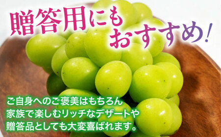 ぶどう【2026年8月下旬から順次発送】瀬戸ジャイアンツ 2kg（4から6房）ぶどう[AGDB003]