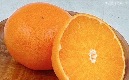 【先行予約】【2026年4月上旬から順次発送】せとか 2.5kg 果物 フルーツ  みかん  /フジ・アグリフーズ [AGBA019]