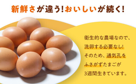 卵 定期便【12ケ月】（3パック）たまご 30個[AGDQ007]