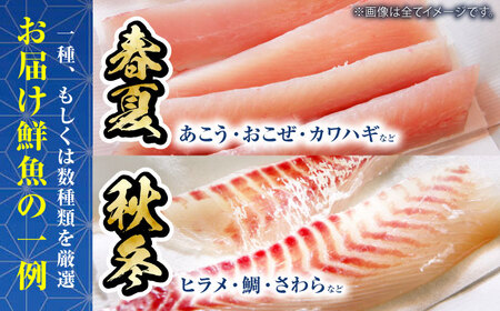 魚介 おまかせセット （3人前）鮮魚 魚介 [AGBP008]