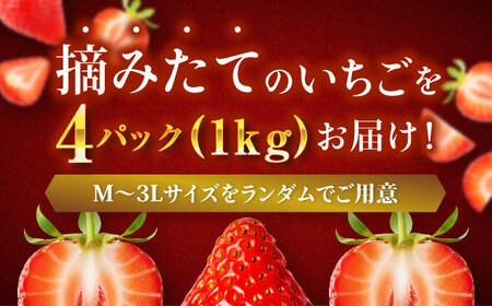 いちご 約1kg いちご 紅ほっぺ 愛媛県大洲市/沢井青果有限会社[AGBN054]