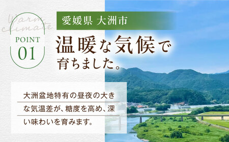 シャインマスカット 訳あり 約2kg シャインマスカット [AGBN056]