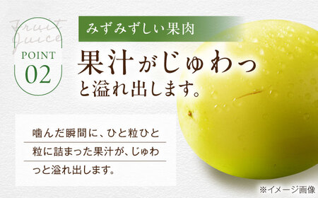 シャインマスカット 訳あり 約2kg シャインマスカット [AGBN056]