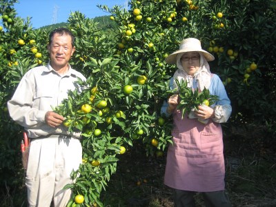 海辺で育った果実たち しらぬい10缶 | 愛媛県大洲市 | ふるさと納税