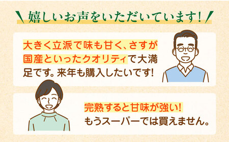 【11月以降順次発送】生産量日本一！家族で毎日食べられる！キウイフルーツ 約5kg  キウイ キウイフルーツ 果物 フルーツ くだもの 愛媛県産キウイ愛媛県大洲市/沢井青果有限会社果物 [AGBN002] キウイ キウイフルーツ 果物 フルーツ くだもの 愛媛県産キウイ