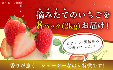 【先行予約】いちご 紅ほっぺ 約2kg（約250g×8パック Mから3L）愛媛県大洲市/沢井青果有限会社 [AGBN027] いちご 紅ほっぺ イチゴ 苺 愛媛県産いちご 大洲市産いちご