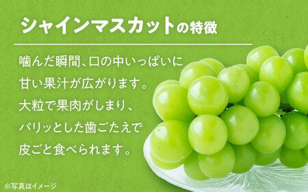 シャインマスカット約2kg シャインマスカット [AGBN006]