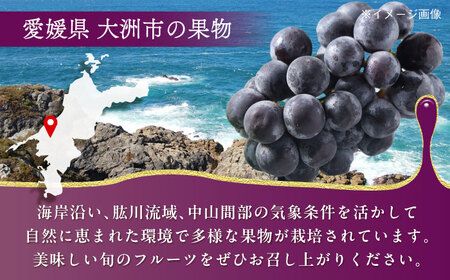 【2026年8月下旬より順次発送】種無しピオーネ2kg（3から5房）ピオーネ [AGBN014]