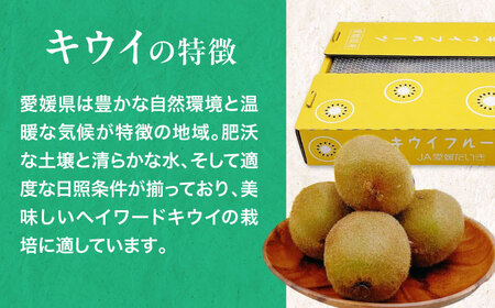 グリーンキウイ（24-27玉）【2026年1月下旬から順次発送】グリーンキウイ[AGBA009]