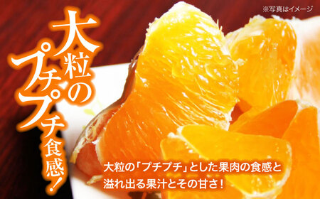 甘平【2026年2月上旬から発送】甘平（5-6個）かんぺい [AGBA005]