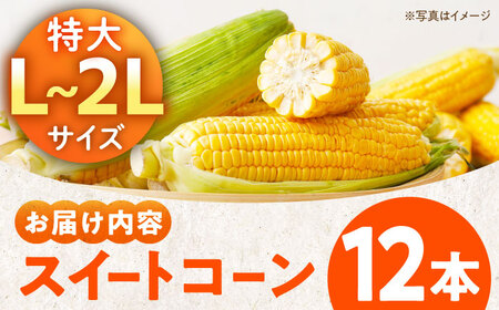 【とうもろこし】スイートコーン 12本 とうもろこし[AGBN007] 
