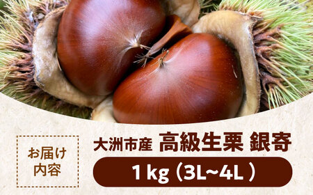 栗 【2026年9月下旬から順次発送】高級生栗「銀寄」 1kg[AGAE010]