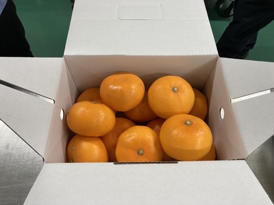 みかん 愛媛 せとか(約2.5kg)L~3Lサイズ ご家庭用 バラ詰め 【2月中旬から順次発送予定】 人気 数量限定 先行予約 みきゃん箱 柑橘 伊予市|B192