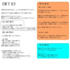 アガベ ケルシー 「ノヴァ」 5号黒鉢 四国ガーデン 人気 多肉植物