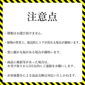 アガベ 笹の雪「輝山」 5号黒鉢 数量限定 四国ガーデン 人気 多肉植物