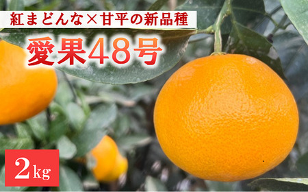 【2025年3月発送予定】愛果48号 2kg L～2Lサイズ 農園直送 みかん 愛媛 人気 数量限定 先行予約 柑橘 伊予市｜B169