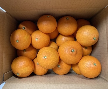 訳あり 愛果28号 5kg サイズミックス 【2026年1月以降発送】 紅まどんなと同一品種 みかん 愛媛 数量限定 先行予約 柑橘 伊予市｜B220