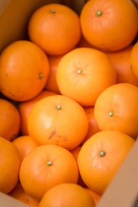 せとか バラ詰め 5kg 先行予約 【2026年2月以降発送】 愛媛 数量限定 愛媛県産 人気 柑橘 伊予市｜C55