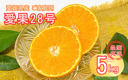 愛果28号 5kg 紅まどんな同一品種 バラ詰め ご家庭用 サイズミックス 農園直送 先行予約 12月発送 愛媛 数量限定 愛媛県産 人気 柑橘 伊予市|B274