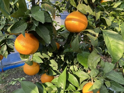 愛果28号 5kg 紅まどんな同一品種 バラ詰め ご家庭用 サイズミックス 農園直送 先行予約 12月発送 愛媛 数量限定 愛媛県産 人気 柑橘 伊予市|B274