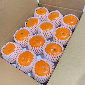 せとか 約1.7kg 12玉 みかんのおと みかん 愛媛 先行予約 【2026年4月以降発送】 数量限定 愛媛県産 人気 柑橘 伊予市｜B309