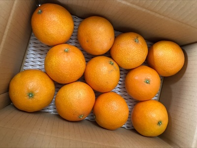 愛果28号 紅まどんなと同一品種 みかん 2kg ご家庭用 傷あり レッスルファーム 愛媛 【2026年11月中旬下旬から順次発送予定】 先行予約 数量限定 おすすめ 美味しい おいしい グルメ フルーツ くだもの 愛媛県産 人気 柑橘 伊予市｜A104