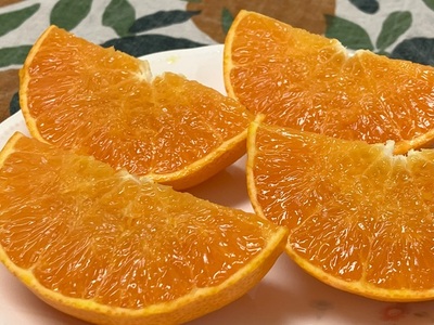 せとか みかん 2kg ご家庭用 傷あり レッスルファーム 愛媛 【2026年1月下旬順次発送】 先行予約 数量限定 おすすめ 美味しい おいしい グルメ フルーツ くだもの 愛媛県産 人気 柑橘 伊予市 ｜ A105