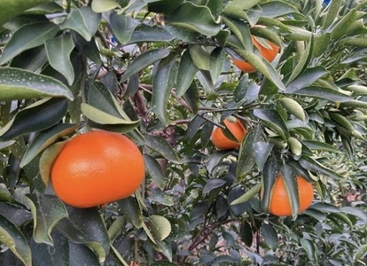 せとか みかん 2kg ご家庭用 傷あり レッスルファーム 愛媛 【2026年1月下旬順次発送】 先行予約 数量限定 おすすめ 美味しい おいしい グルメ フルーツ くだもの 愛媛県産 人気 柑橘 伊予市 ｜ A105