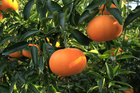 せとか みかん 愛媛 12玉 贈答用 人気 数量限定 先行予約 【2026年2月上旬以降発送】 柑橘 愛媛県産 伊予市|C130