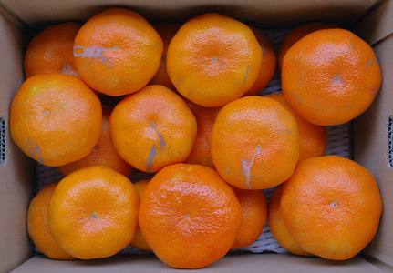 甘平 みかん 愛媛 バラ詰め 約5kg 人気 数量限定 先行予約 【2026年2月上旬以降発送】 柑橘 愛媛県産 伊予市｜C131