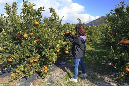 甘平 みかん 愛媛 バラ詰め 約5kg 人気 数量限定 先行予約 【2026年2月上旬以降発送】 柑橘 愛媛県産 伊予市｜C131